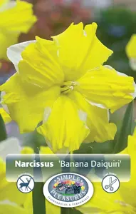 Narcissus Split Corona (Butterfly) Banana Daiquiri | 60 pce