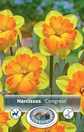 Narcissus Split Corona (Butterfly) Congress | 60 pce