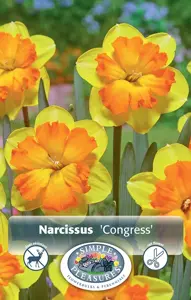 Narcissus Split Corona (Butterfly) Congress | Cappers 5 x 12