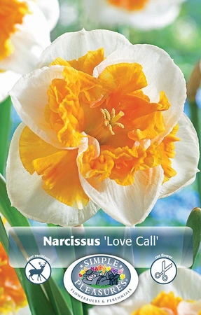 Narcissus Split Corona (Butterfly) Love Call | Cappers 5 x 12