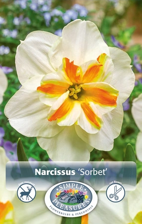 Narcissus Split Corona (Butterfly) Sorbet | Cappers 3 x 16