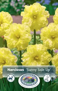 Narcissus Split Corona (Butterfly) Sunny Side Up | 60 pce