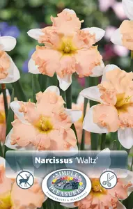 Narcissus Split Corona (Butterfly) Waltz | 60 pce