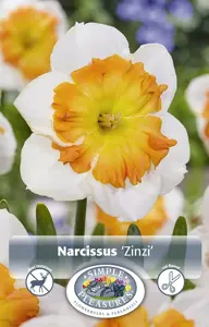 Narcissus Split Corona (Butterfly) Zinzi | 60 pce