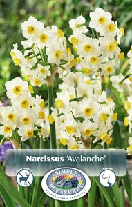 Narcissus Tazetta Avalanche | Cappers 5 x 12