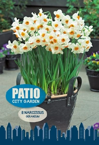 Narcissus Tazetta Geranium | Cappers 8 x 20