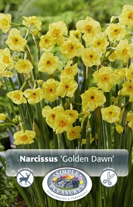 Narcissus Tazetta Golden Dawn | Cappers 10 x 12