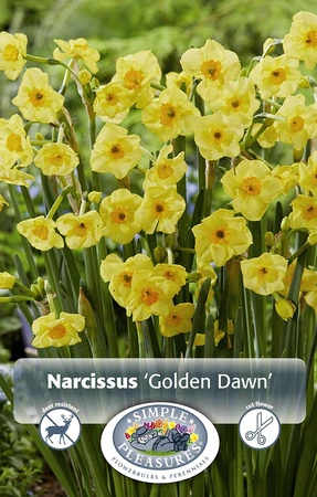 Narcissus Tazetta Golden Dawn | 100 pce