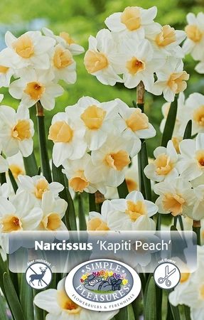 Narcissus Tazetta Kapiti Peach | Cappers 5 x 12