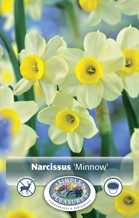 Narcissus Tazetta Minnow | 100 pce