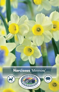 Narcissus Tazetta Minnow | Cappers 10 x 12