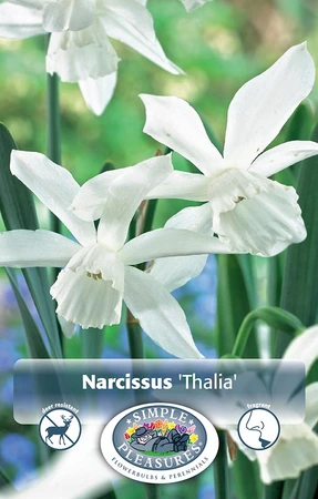 Narcissus Triandus Thalia | 100 pce