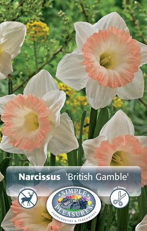 Narcissus Trumpet British Gamble | 60 pce