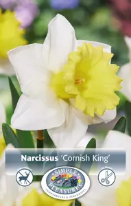 Narcissus Trumpet Cornish King | 60 pce