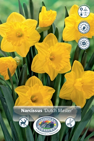 Narcissus Trumpet Dutch Master | 200 pce