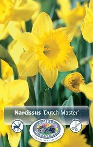 Narcissus Trumpet Dutch Master | Cappers 5 x 12