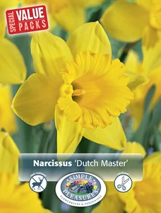 Narcissus Trumpet Dutch Master | Cappers 15 x 12