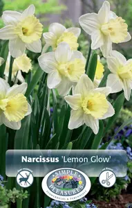 Narcissus Trumpet Lemon Glow | 60 pce