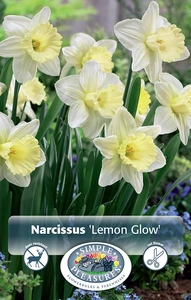 Narcissus Trumpet Lemon Glow | Cappers 5 x 12