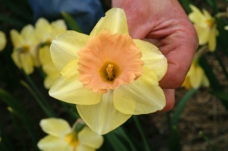 Narcissus Trumpet Lorikeet