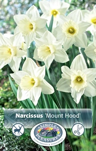 Narcissus Trumpet Mount Hood | Cappers 5 x 12