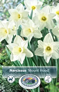 Narcissus Trumpet Mount Hood | Cappers 5 x 12