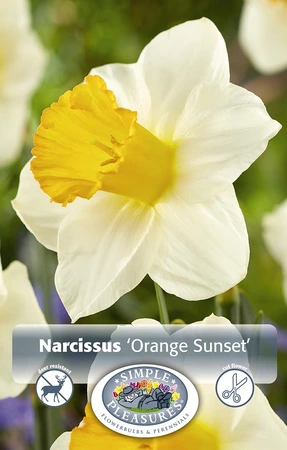 Narcissus Trumpet Orange Sunset | 60 pce