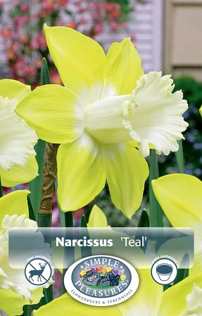 Narcissus Trumpet Teal | Cappers 4 x 15