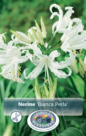 Nerine Bianca Perla | Capper 5 x 16