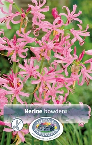 Nerine bowdenii | Capper 5 x 16