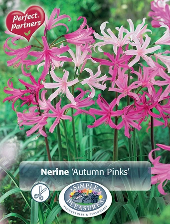 Nerine Nerine Autumn Pinks | Capper 5 x 16