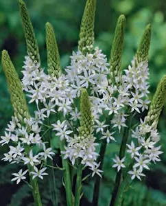 Ornithogalum ponticum Sochii