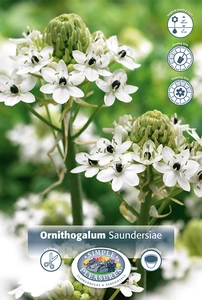 Ornithogalum Saundersiae | 100 pce