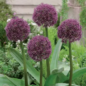 Allium Ostara | 50 pce