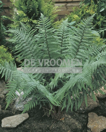 Ostrich Fern