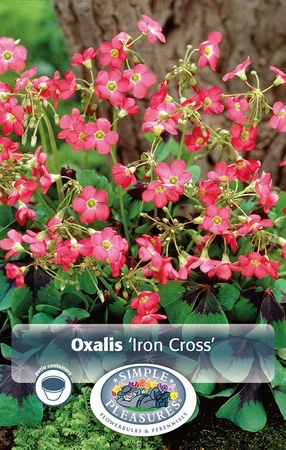 Oxalis Iron Cross | Capper 5 x 16