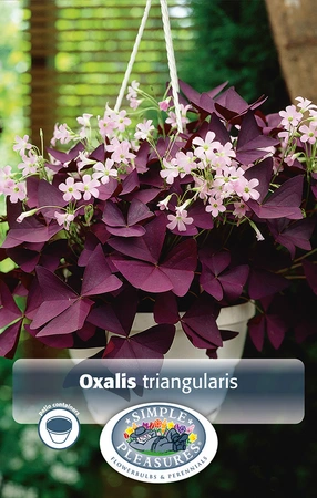 Oxalis triangularis | Capper 5 x 16