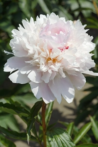 Paeonia Alertie | 15 pce