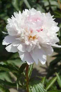 Paeonia Alertie | 60 pce