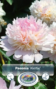 Paeonia Alertie | 15 pce