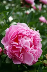 Paeonia Alexander Fleming | 15 pce