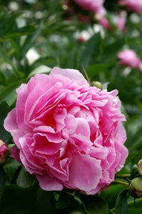 Paeonia Alexander Fleming