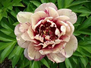 Paeonia All That Jazz | 5 pce