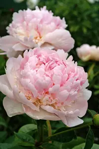 Paeonia Angel Cheeks | 15 pce