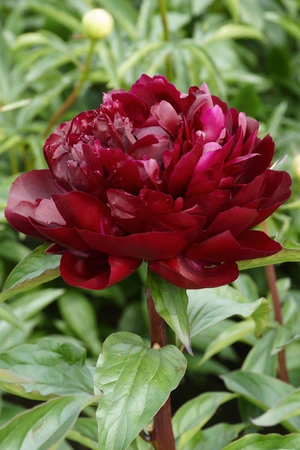 Paeonia Armani