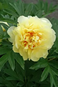 Paeonia Bartzella | 40 pce