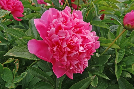 Paeonia Best Man