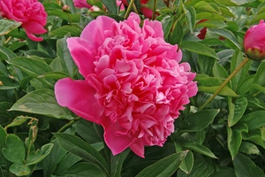 Paeonia Best Man | 15 pce