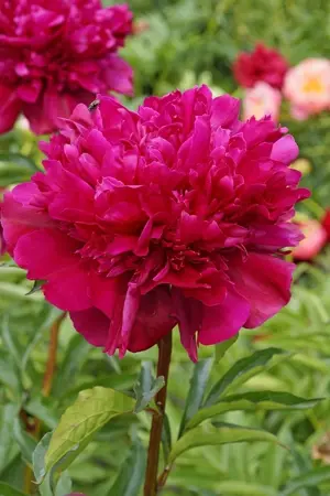 Paeonia Big Ben | 15 pce