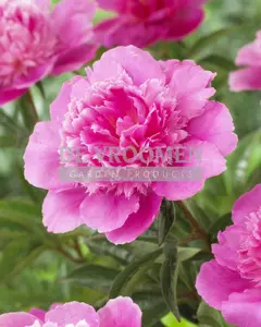 Paeonia Bouquet Perfect | 15 pce